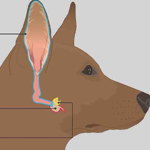 complete ear care for dogs