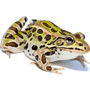 pet frog care