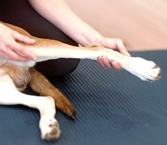 knee surgery for my dog