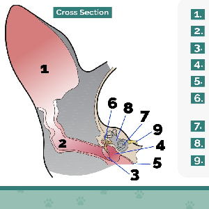 complete ear care for pets